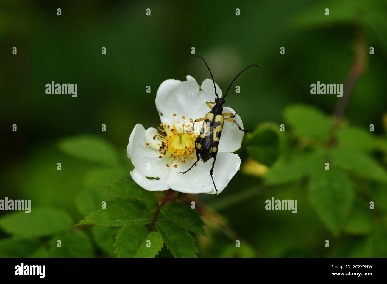 Beetle.Strangalia maculata, Coleoptera.Longhorn Beetle, auf einer Hunderose ' Rosa canina'.Gelb/ Schwarz. Mai - August, auf Blumen in Hecken gesehen A Stockfoto
