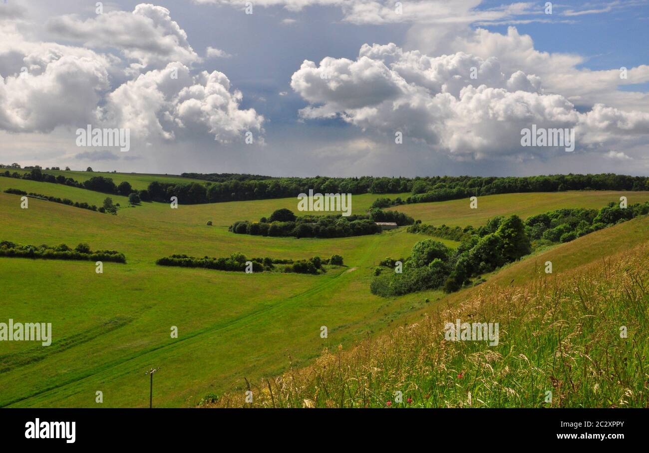 Eine Vielzahl von Gräsern und Wildblumen auf einer hügeligen Landschaft mit Wäldern und einer Mischung von Wolkenformationen am Himmel über der Salisbury Plain in Wiltsh Stockfoto