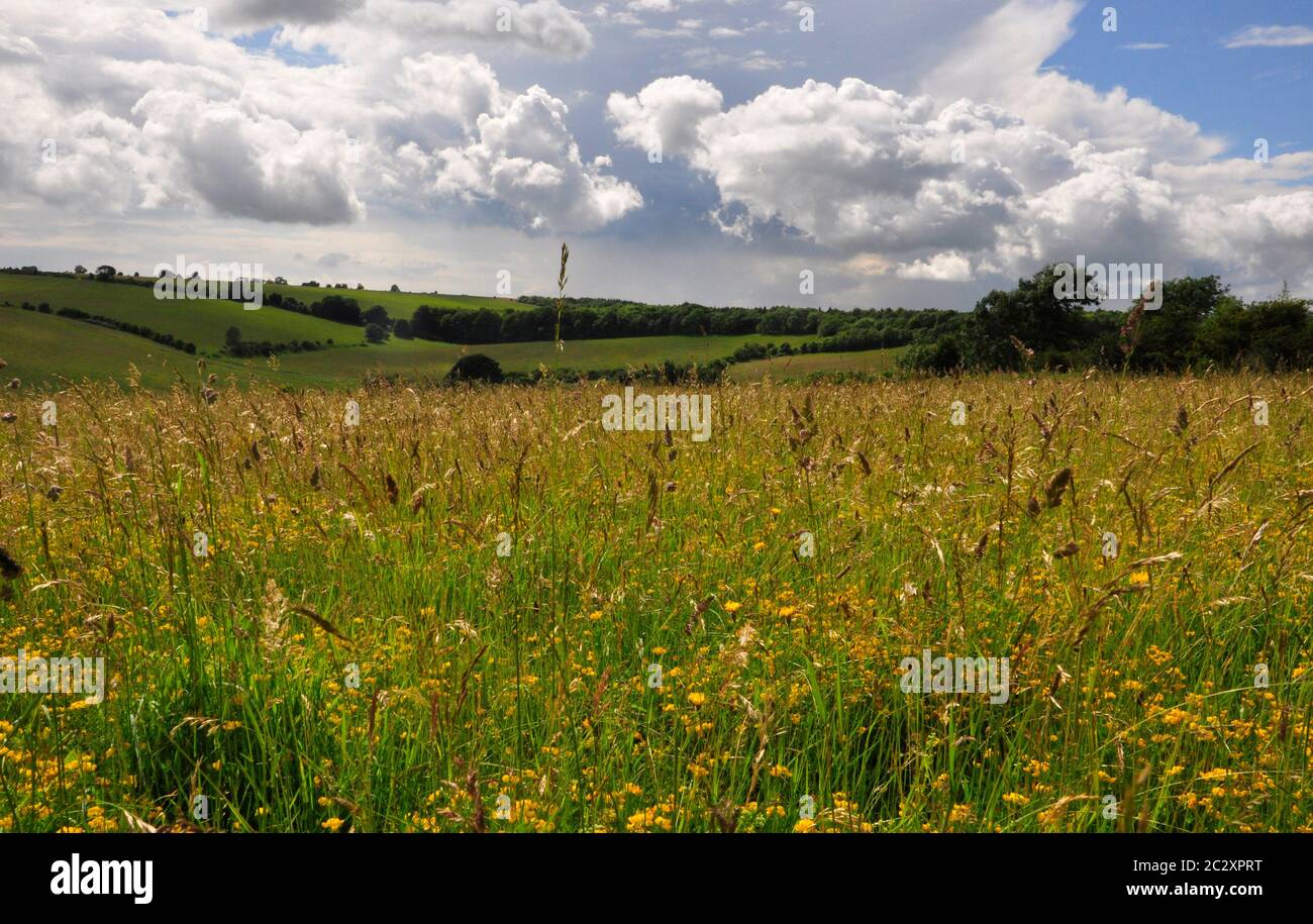Eine Vielzahl von Gräsern und Wildblumen auf einer hügeligen Landschaft mit Wäldern und einer Mischung von Wolkenformationen am Himmel über der Salisbury Plain in Wiltshir Stockfoto
