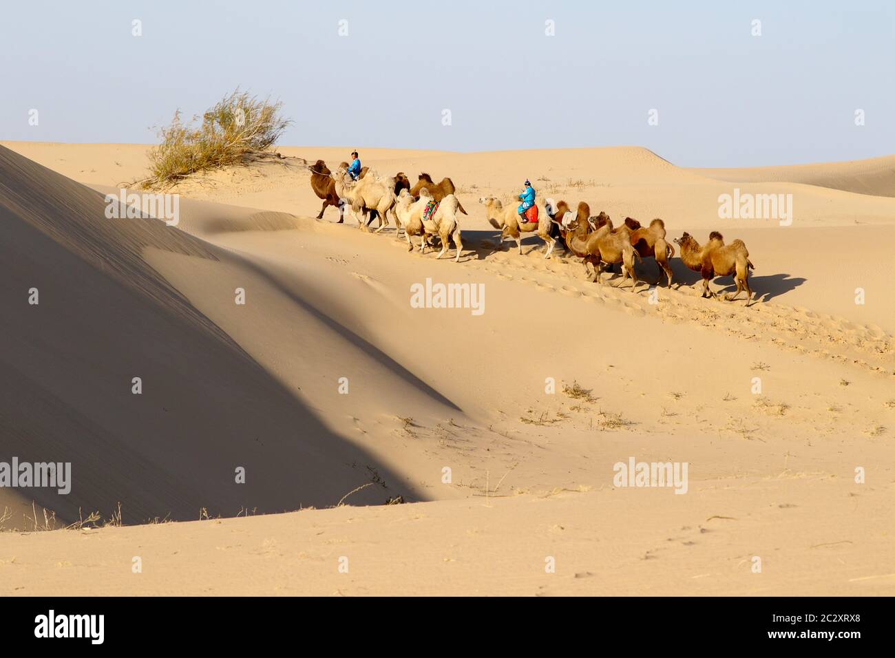 Bild einer kleinen Herde baktriischer Kamele mit zwei Fahrern in der Wüste im Naiman-Gürtel, Innere Mongolei, China. Stockfoto