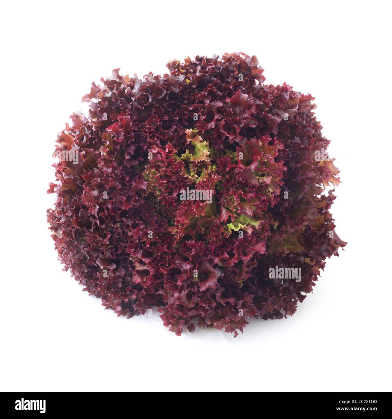 Lollo Rosso Stockfoto