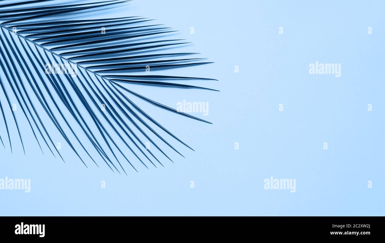 Palmenblätter auf blauem Hintergrund, Kopierbereich Stockfoto