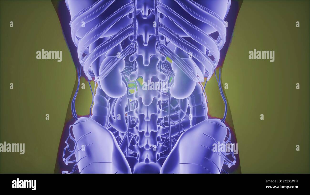3D-Magnetic Resonance Image Scan Stockfoto