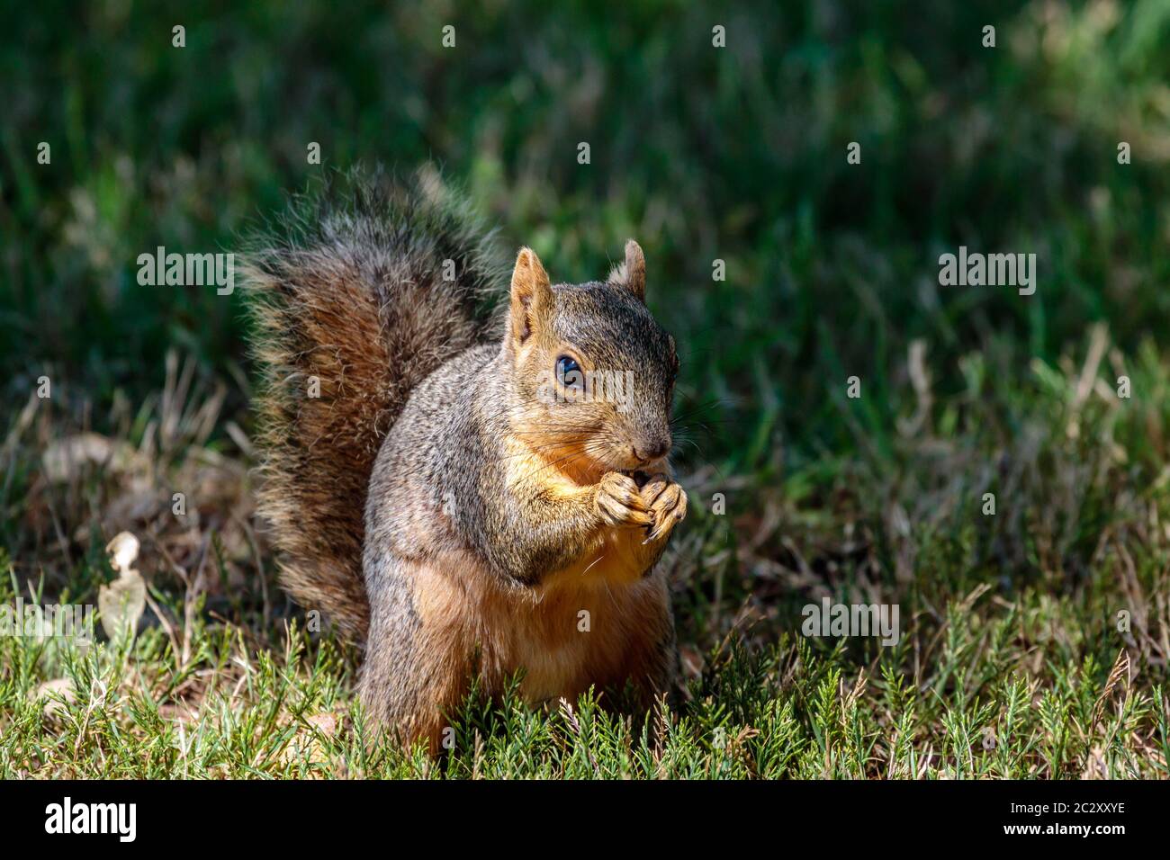 Eichhörnchen essen einer Mutter Stockfoto