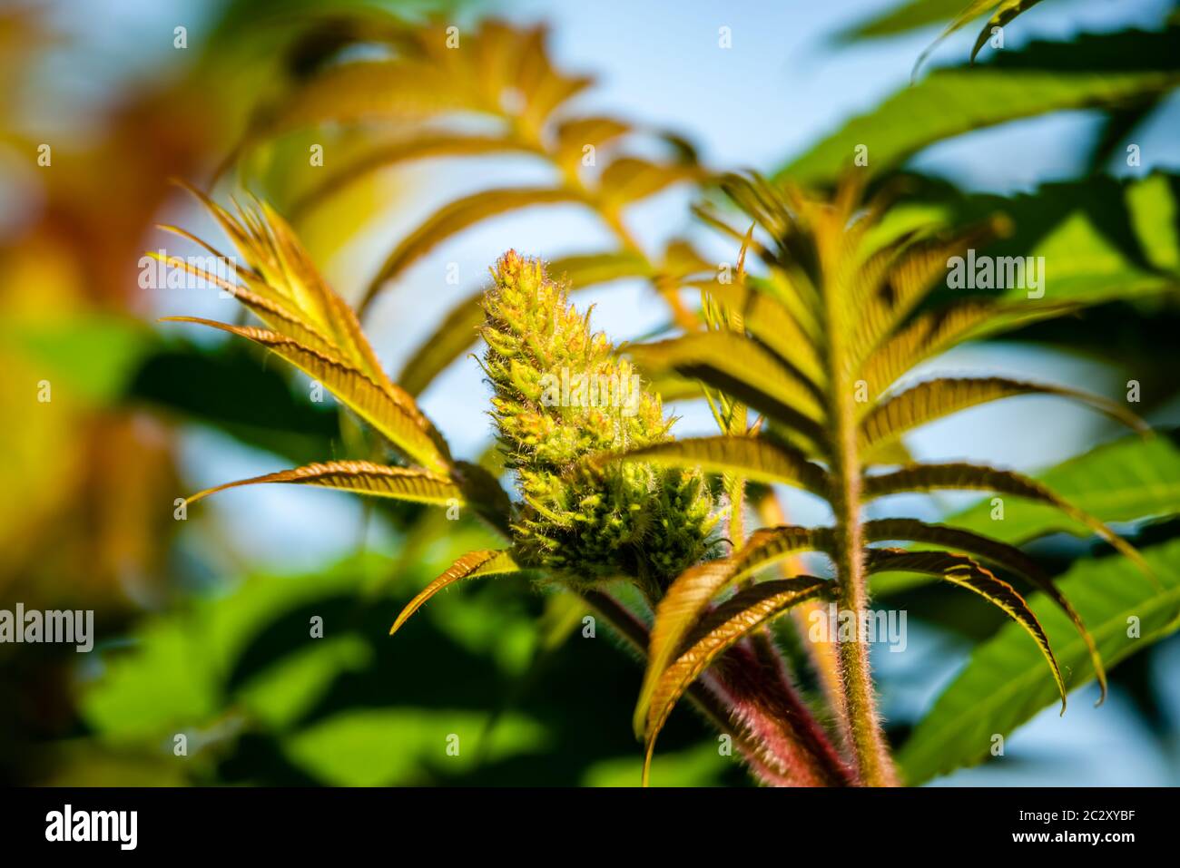 Hirsch-Horn-Sumakbaum im Frühling Stockfoto