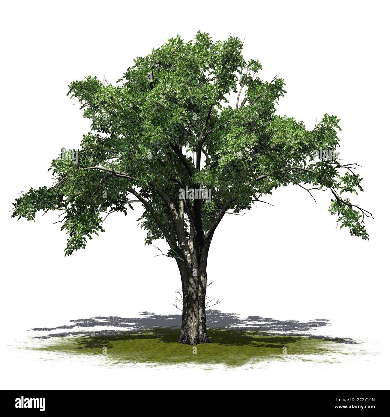 American Elm Tree auf einer grünen Fläche Stockfoto