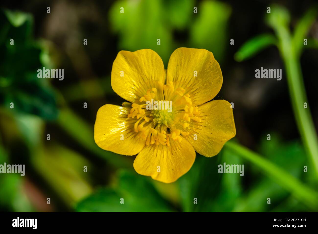 Nahaufnahme der Weidefalterblume (Ranunculus acris) Stockfoto
