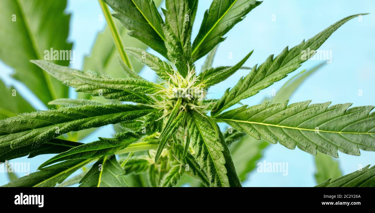 Cannabis bud Panorama auf ein leuchtend blauen Hintergrund, Home wachsende Marihuana Stockfoto