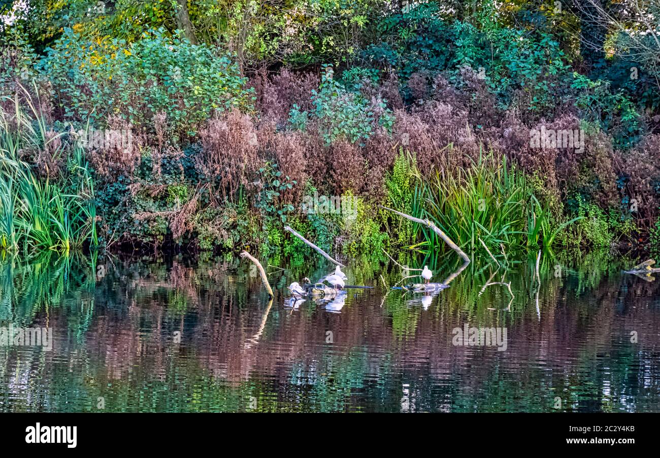 Herbst im britischen Park - Osterley, Isleworth, London, Großbritannien Stockfoto