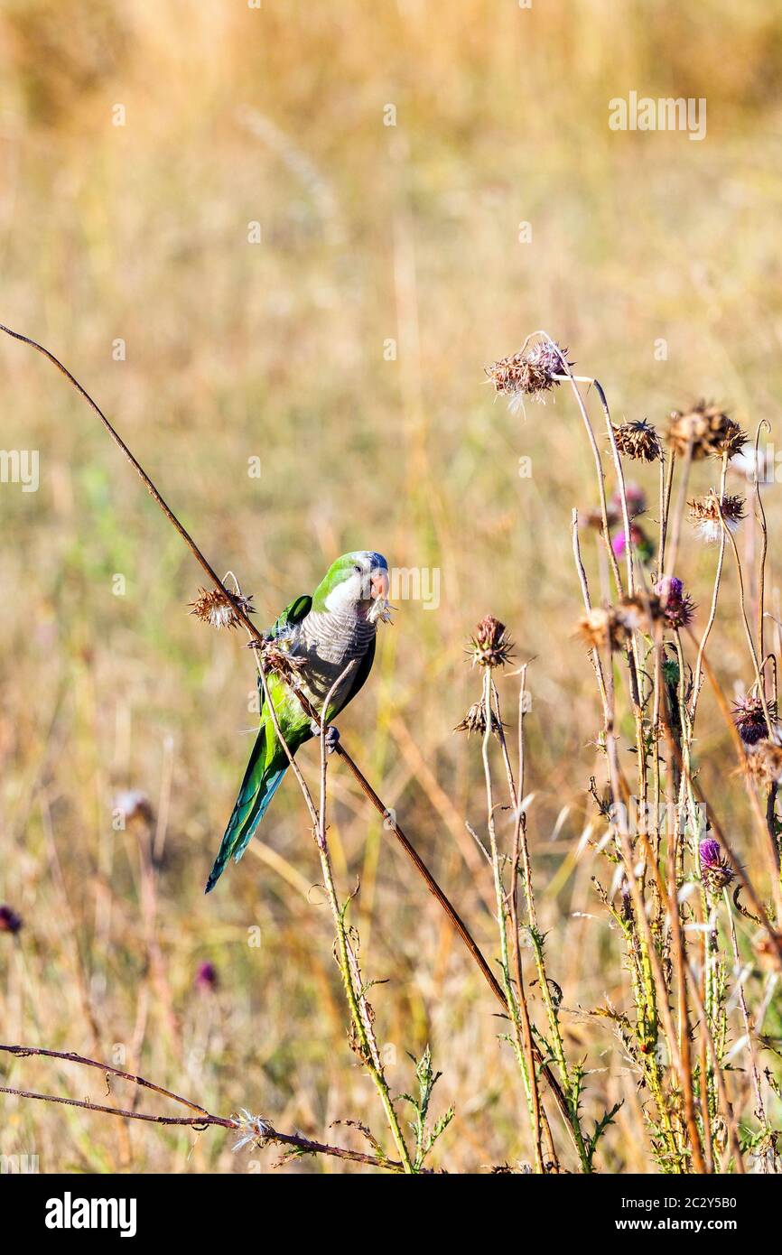 Rosenberingsittich im Parco degli Acquedotti - Rom, Italien Stockfoto