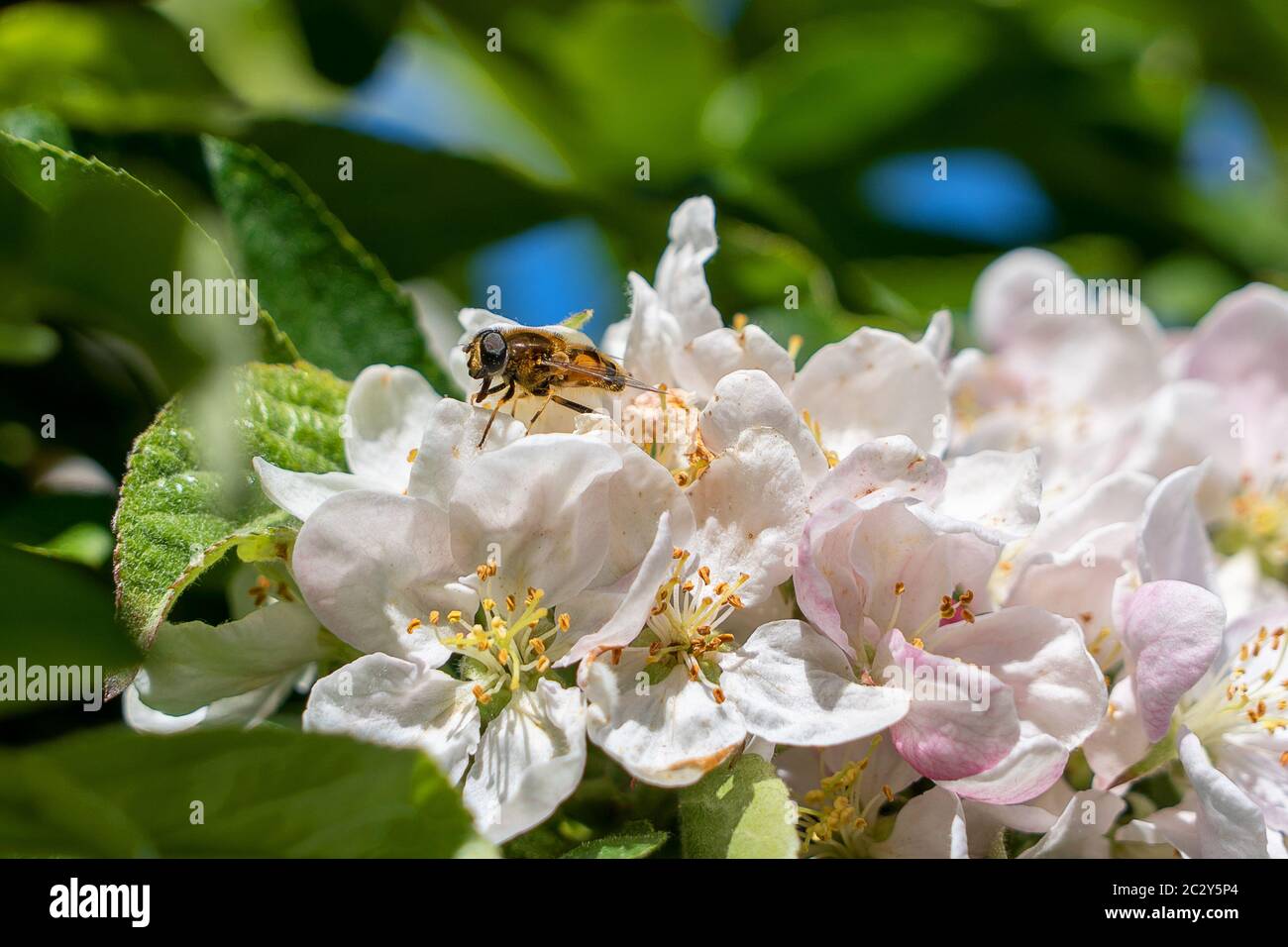 Westliche Honigbiene beschäftigt sammeln Pollen im Frühling Sonnenschein auf Blüte von einem Krabben Apfelbaum Stockfoto