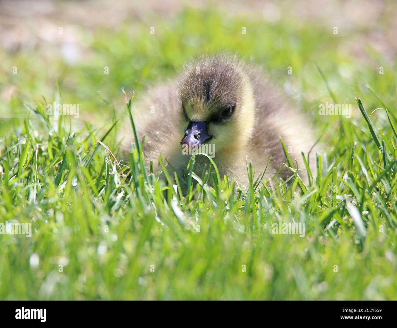 Junge GÃ¶ssel der Kurzschnabelgans Anser brachyrhynchus Stockfoto