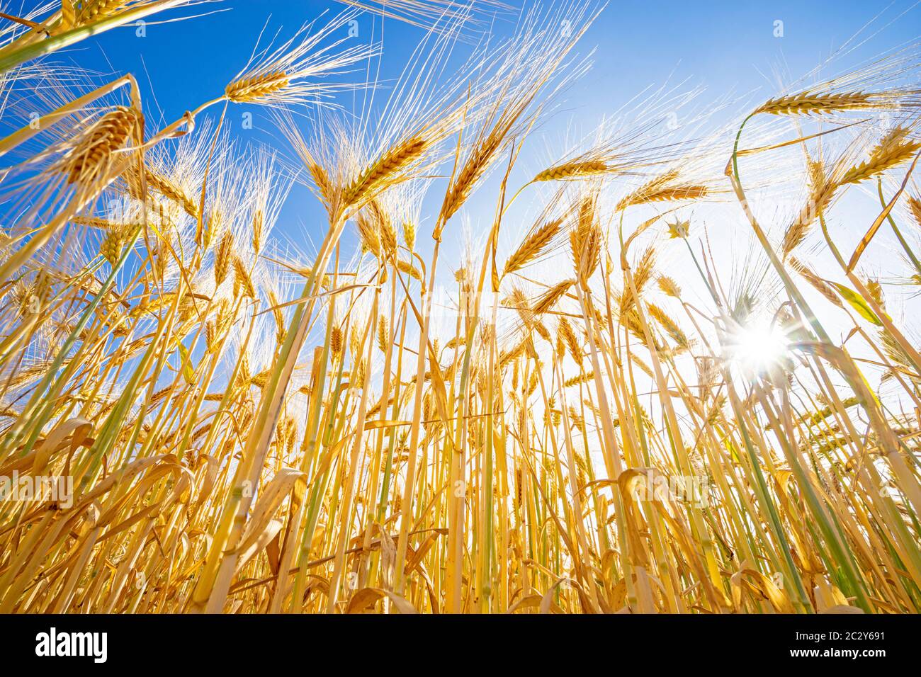 Gerstenfeld, Getreidefeld in der Sonne Stockfoto