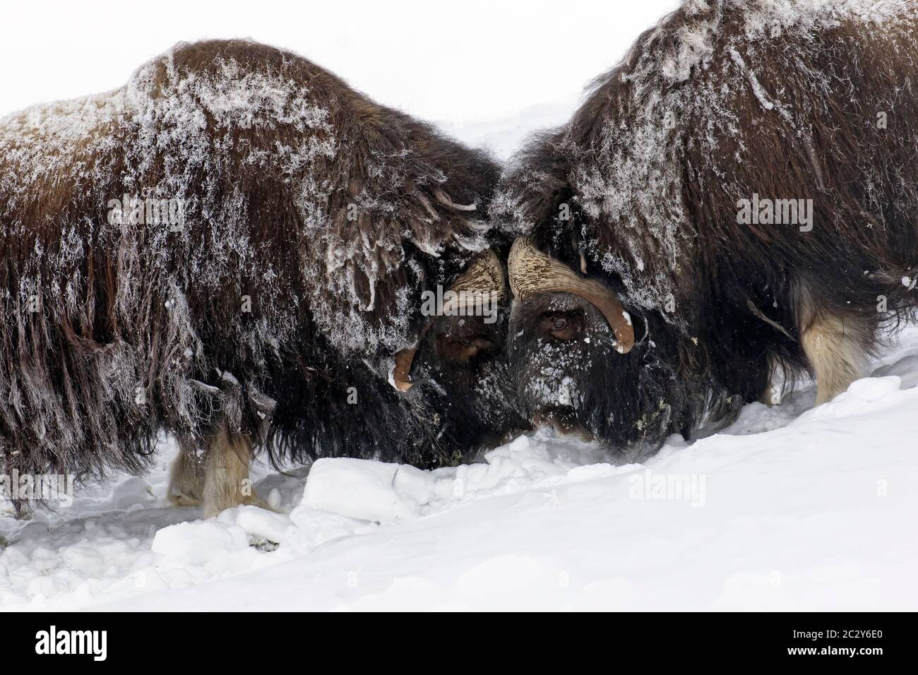 Muskox-Bullen (Ovibos moschatus) zwei Männchen kämpfen im Winter mit Kopfbutt auf schneebedeckter Tundra, Dovrefjell-Sunndalsfjella Nationalpark, Norwegen Stockfoto