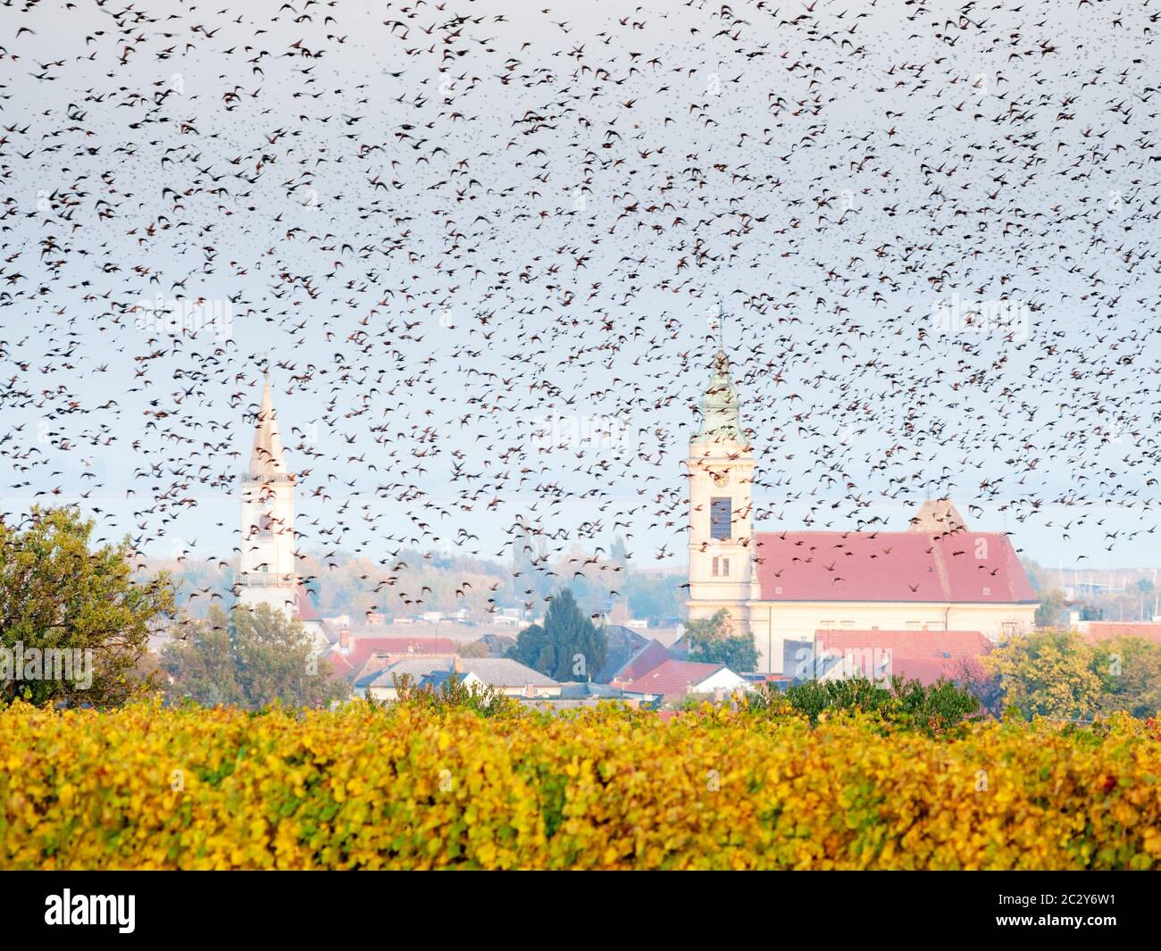 Stare-Herde über Weinbergen im Burgenland Stockfoto