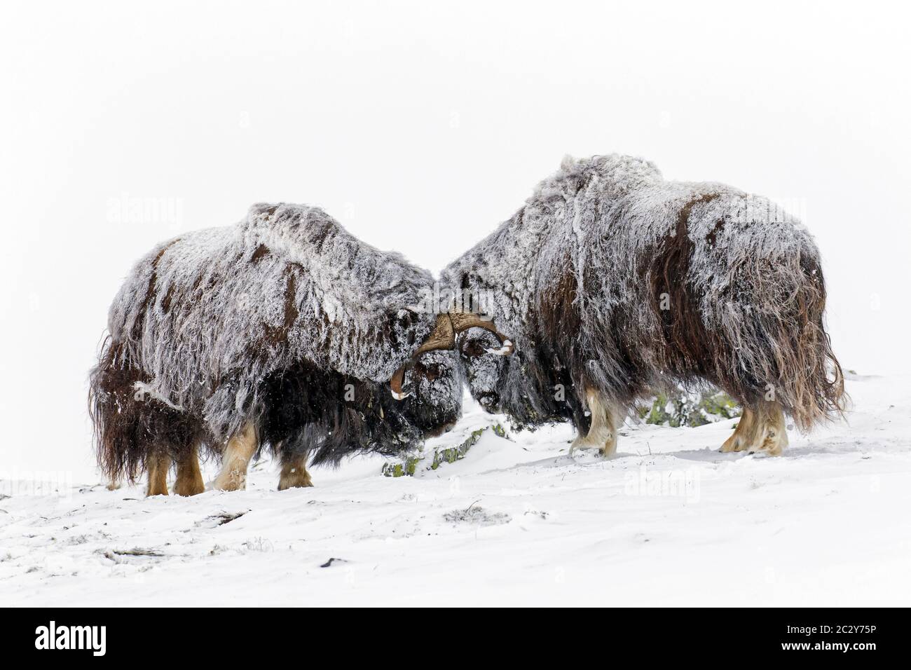 Muskox-Bullen (Ovibos moschatus) zwei Männchen kämpfen im Winter mit Kopfbutt auf schneebedeckter Tundra, Dovrefjell-Sunndalsfjella Nationalpark, Norwegen Stockfoto