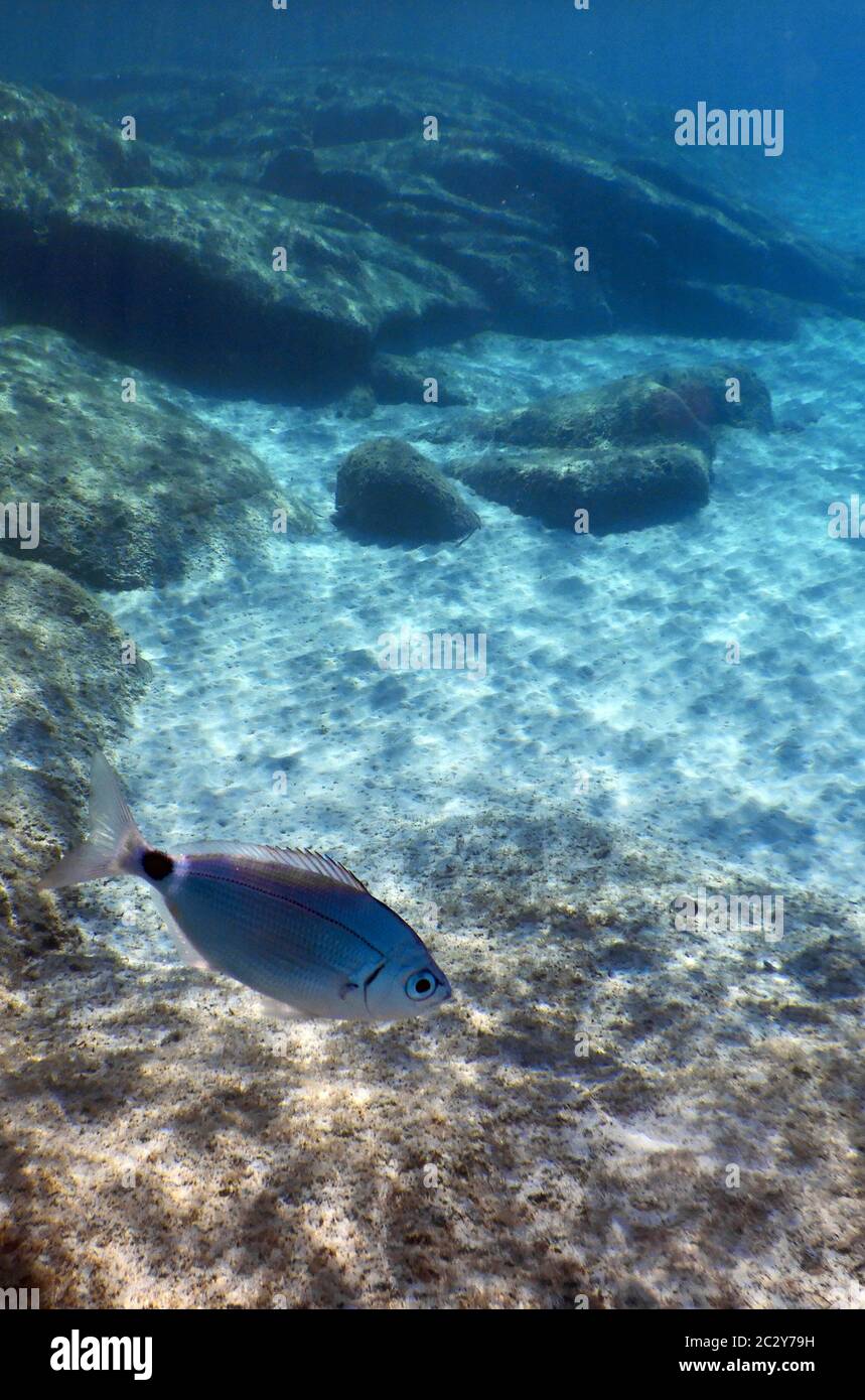 Schnorcheln im mittelmeer Stockfoto