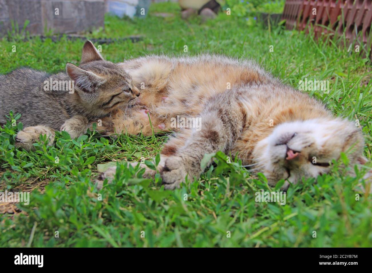 Graue Kätzchen saugen Milch von Mutter Katze auf grünem Gras liegen. Kleine Kätzchen saugen Milch Stockfoto