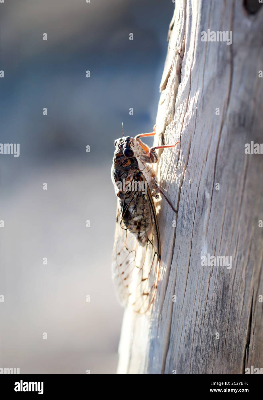 Eine Nahaufnahme einer Zikade auf einem Holzpfosten Stockfoto