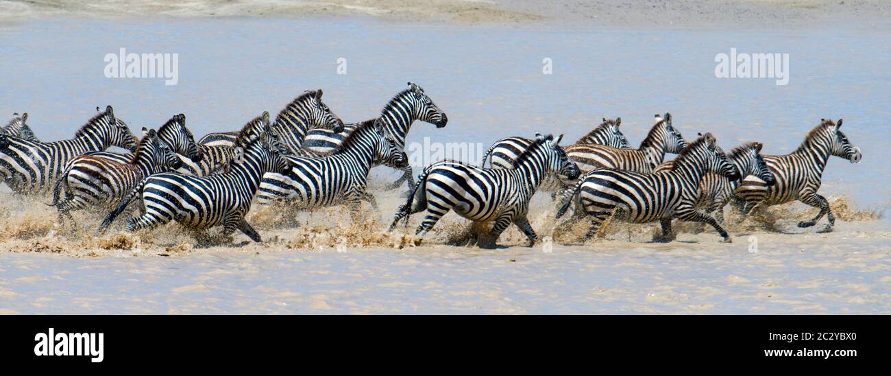 Burchells Zebras (Equus quagga burchellii) läuft im Fluss, Ngorongoro Conservation Area, Tansania, Afrika Stockfoto