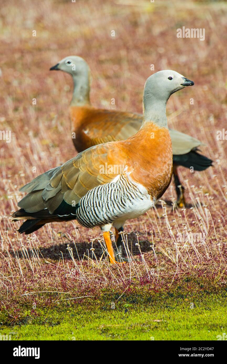 Porträt zweier Aschkopfgänse (Chloephaga poliocephala), die auf Gras stehen, Patagonien, Chile, Südamerika Stockfoto