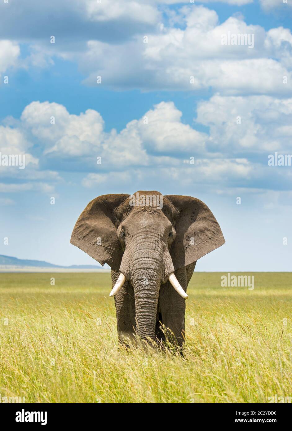 Afrikanische Elefanten (Loxodonta africana) in Savanne, Serengeti Nationalpark, Tansania, Afrika Stockfoto