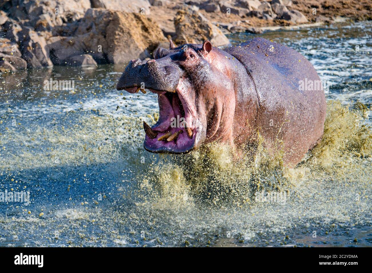Gewöhnlicher Nilpferd (Hippopotamus amphibius), der im Fluss planscht, Serengeti Nationalpark, Tansania, Afrika Stockfoto