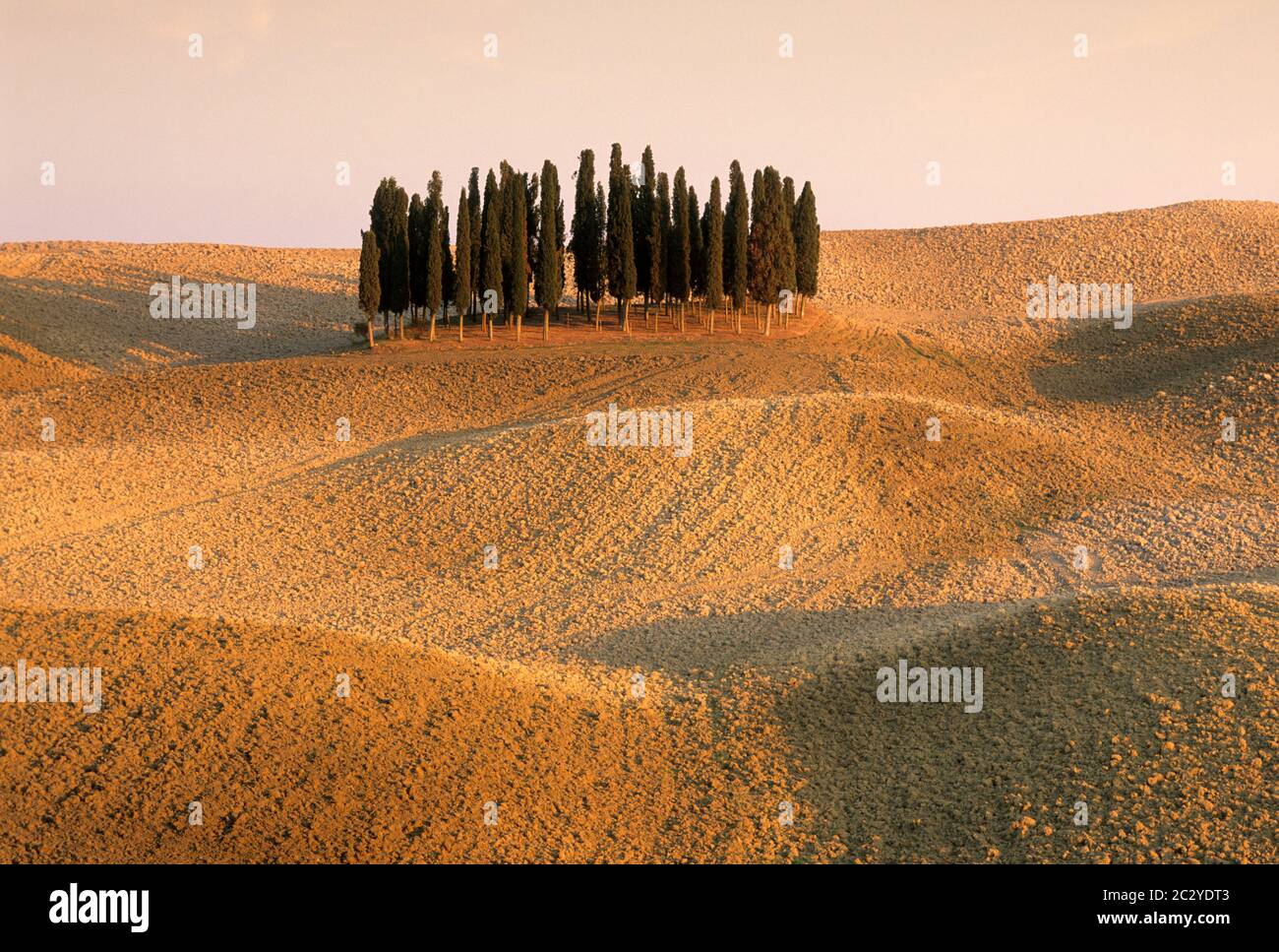 Zypressen im Feld bei San Quirico d'Orcia, Toskana, Italien Stockfoto