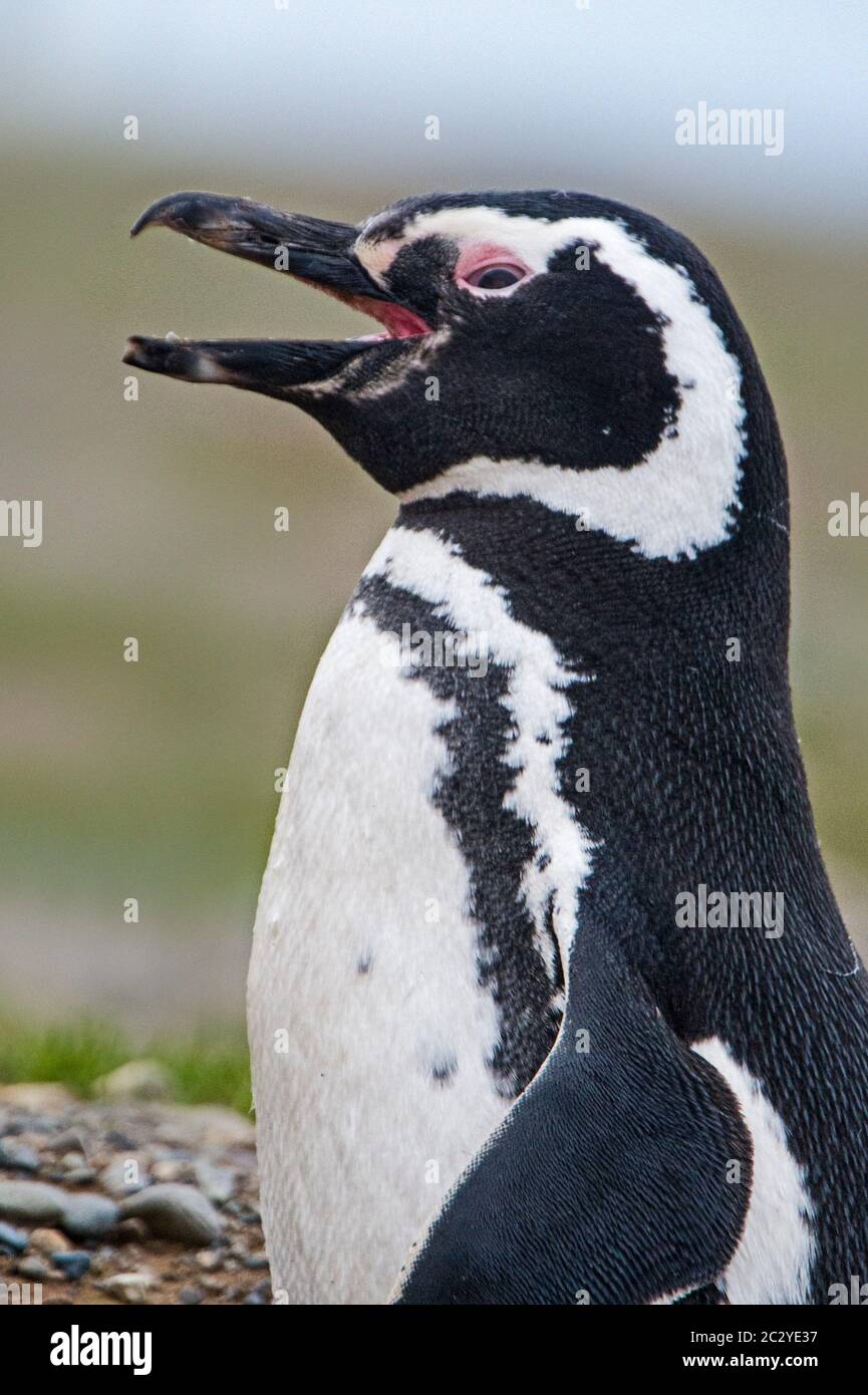 Magellanic Pinguin (Spheniscus magellanicus) Profilansicht, Patagonien, Chile, Südamerika Stockfoto