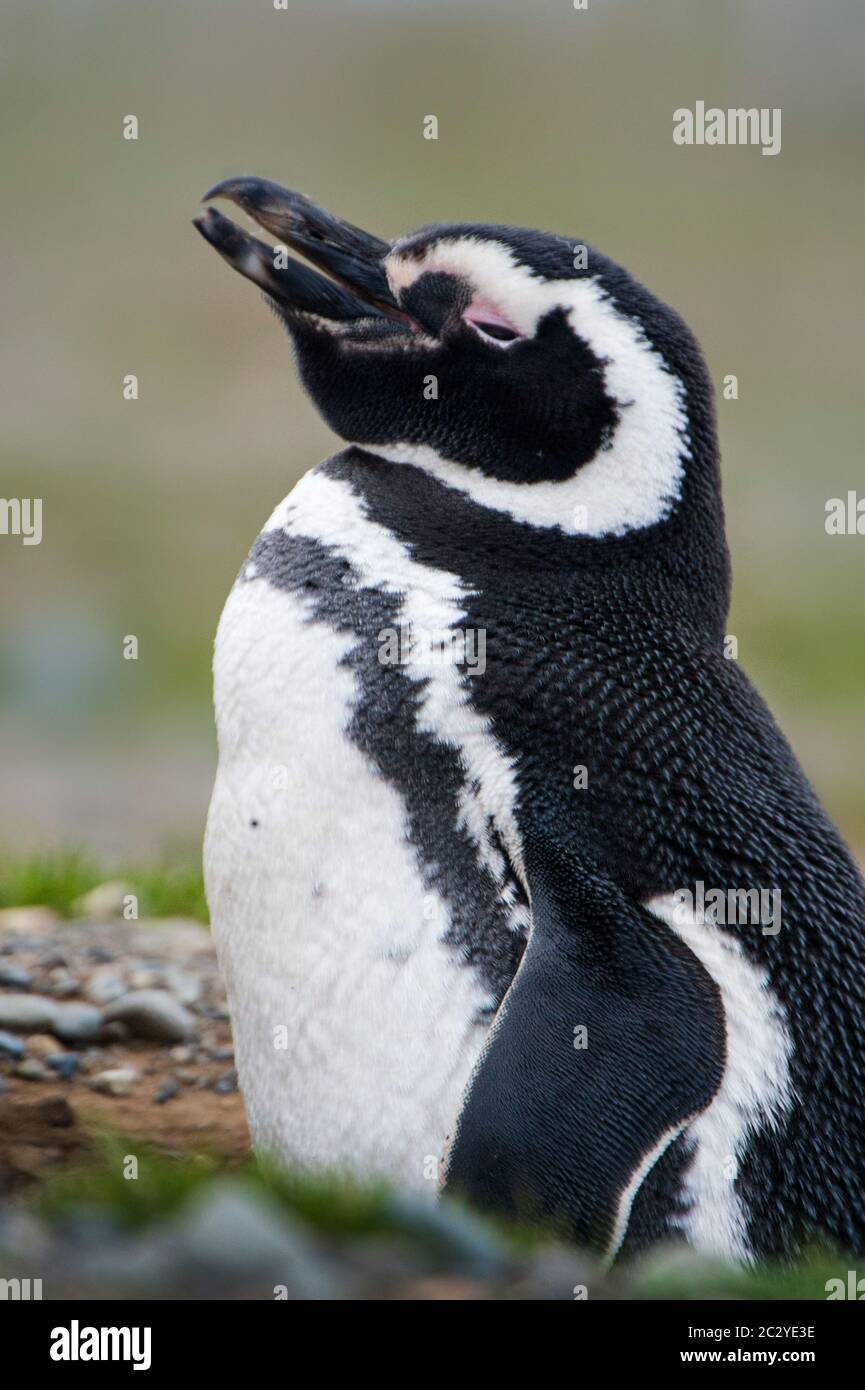 Magellanic Pinguin (Spheniscus magellanicus) Profilansicht, Patagonien, Chile, Südamerika Stockfoto