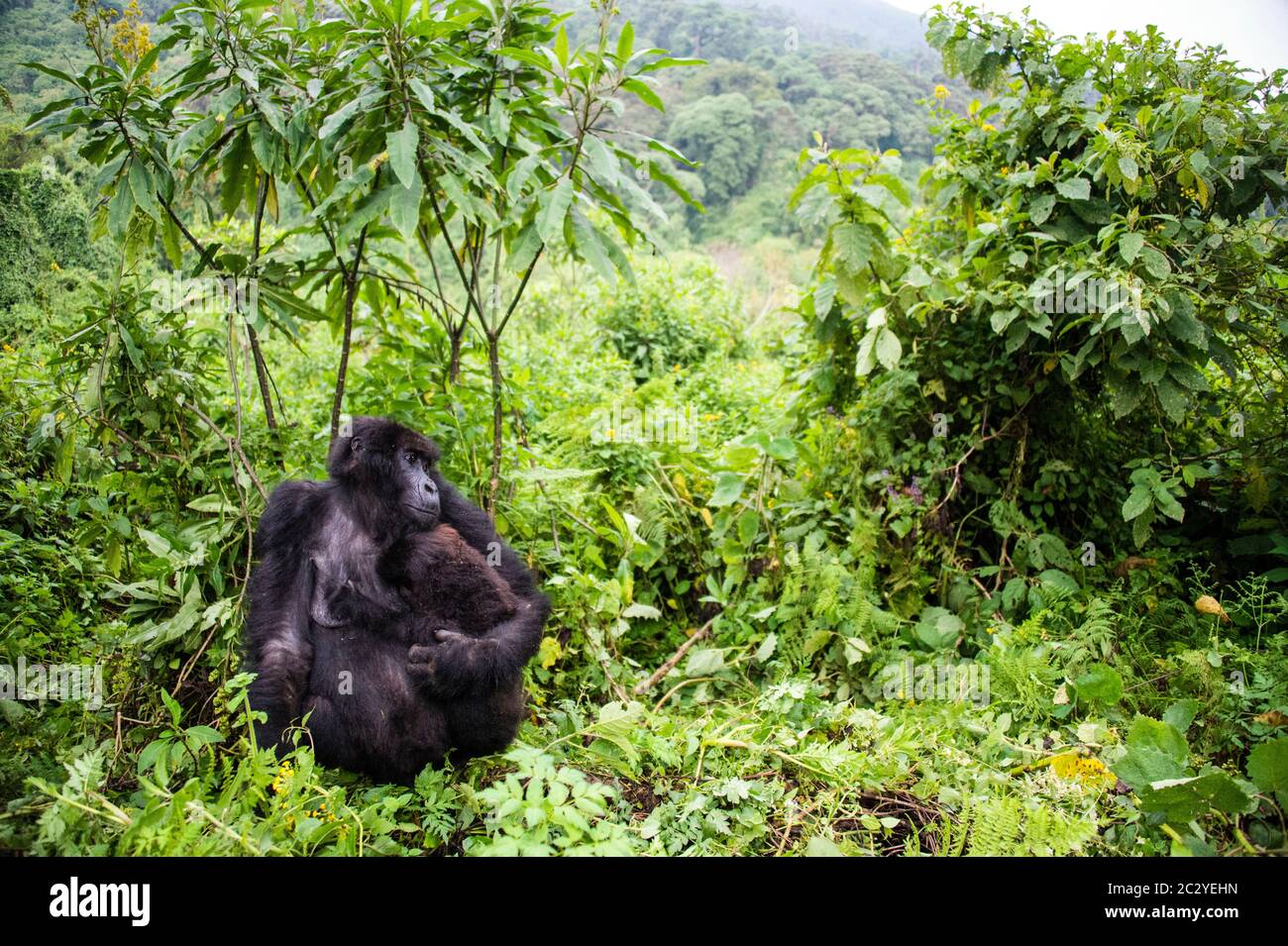Berggorilla (Gorilla beringei beringei) gegen Grün, Ruanda, Afrika Stockfoto