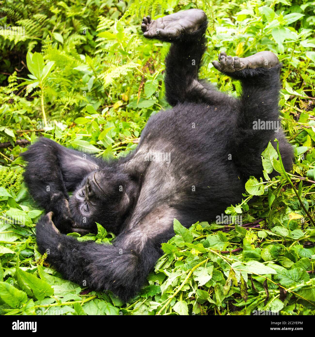Berggorilla (Gorilla beringei beringei) Tagträumen, Ruanda, Afrika Stockfoto