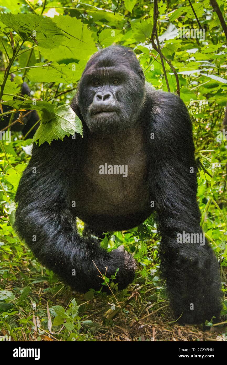 Nahaufnahme Porträt von Berggorilla (Gorilla beringei beringei), Ruanda, Afrika Stockfoto