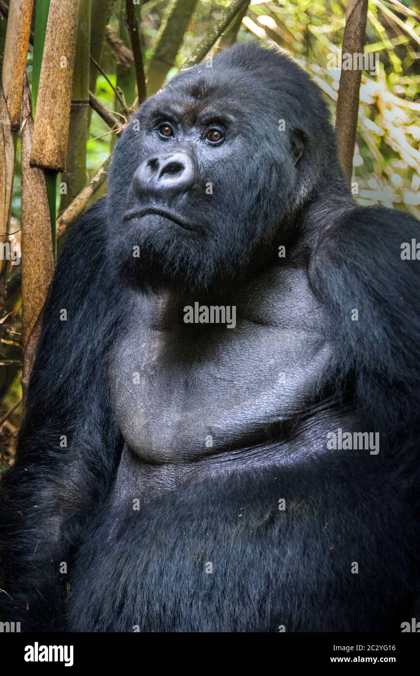 Nahaufnahme Porträt von Berggorilla (Gorilla beringei beringei), Ruanda, Afrika Stockfoto