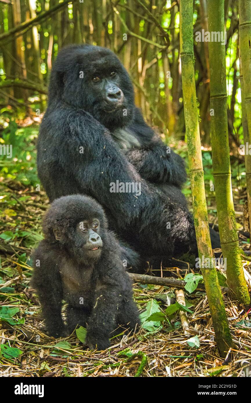Berggorilla mit Nachkommen (Gorilla beringei beringei), Ruanda, Afrika Stockfoto