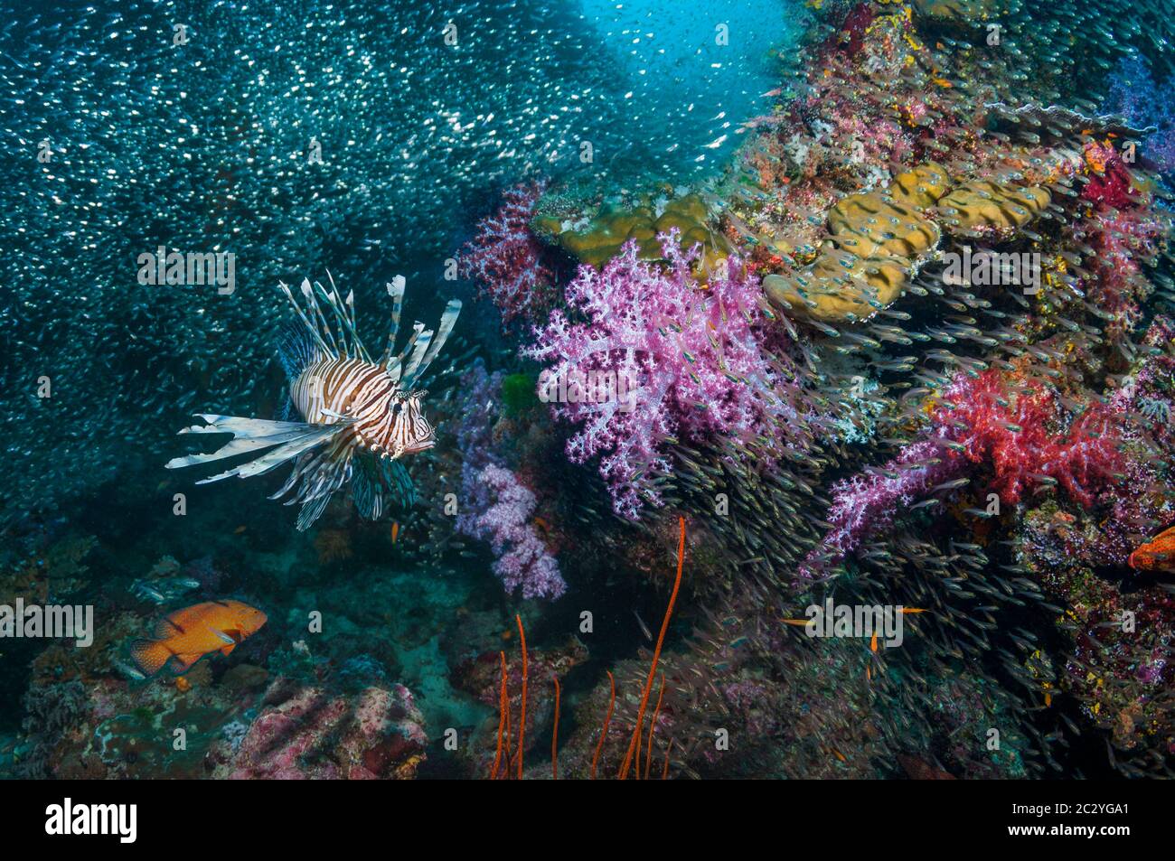 Gemeiner Löwenfisch [Pterois volitans] auf der Jagd nach Kardinalfischen über Korallenriff mit Weichkorallen. Andamanensee, Thailand. Stockfoto