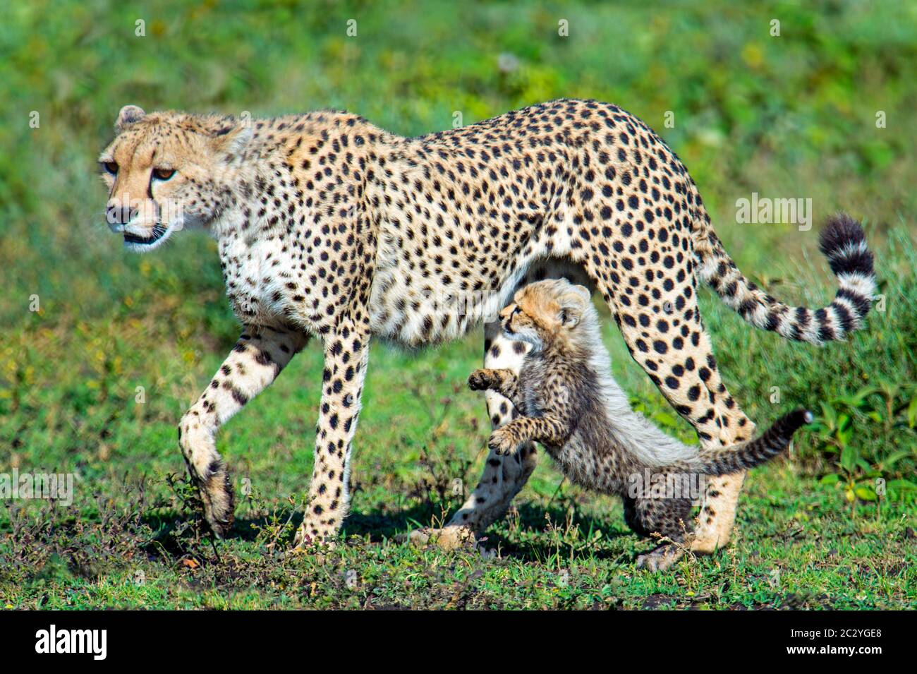 Nahaufnahme von Gepard (Acinonyx jubatus) mit Jungtier, Ngorongoro Conservation Area, Tansania, Afrika Stockfoto