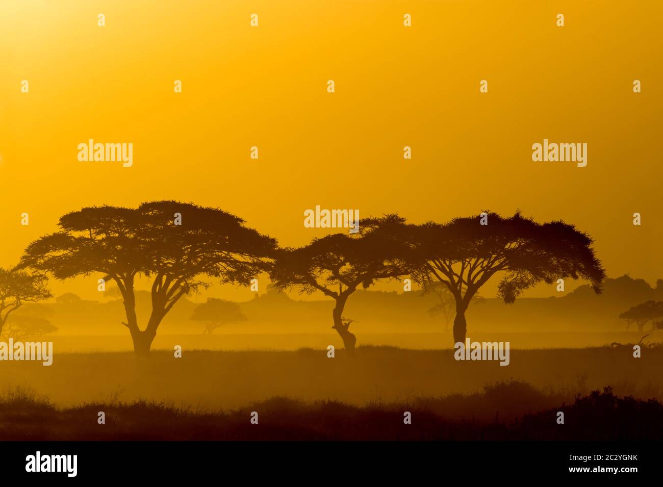 Regenschirmdorn (Acacia tortilis Unterart heteracantha) bei Sonnenaufgang, Tarangire Nationalpark, Tansania, Afrika Stockfoto