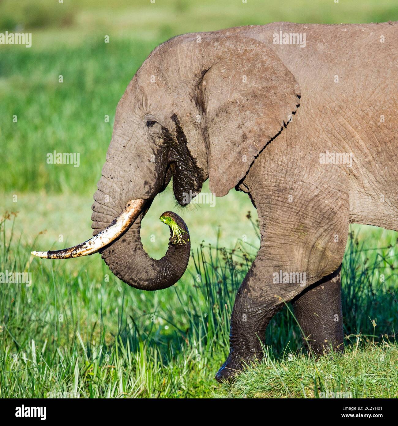 Nahaufnahme des afrikanischen Elefanten (Loxodonta africana) beim Essen, Ngorongoro Conservation Area, Tansania, Afrika Stockfoto