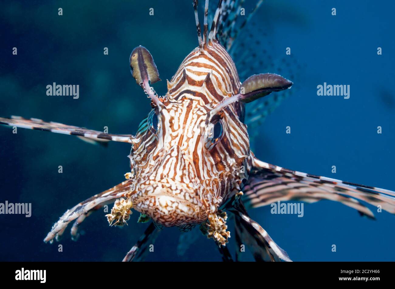 Gemeinsamen Rotfeuerfisch oder Teufel Feuerfisch (Pterois Meilen).  Oft verwechselt mit roten Rotfeuerfisch (Pterois Volitans).  Rotes Meer endemisch.  Ägypten, Rotes Meer. Stockfoto