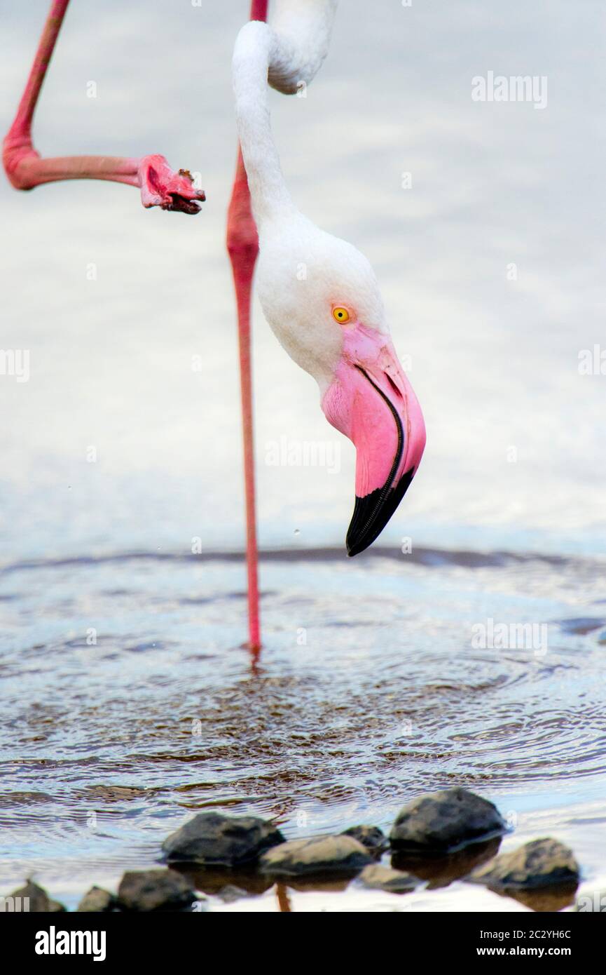 Großer Flamingo (Phoenicopterus roseus) im Wasser stehend, Ngorongoro Conservation Area, Tansania, Afrika Stockfoto