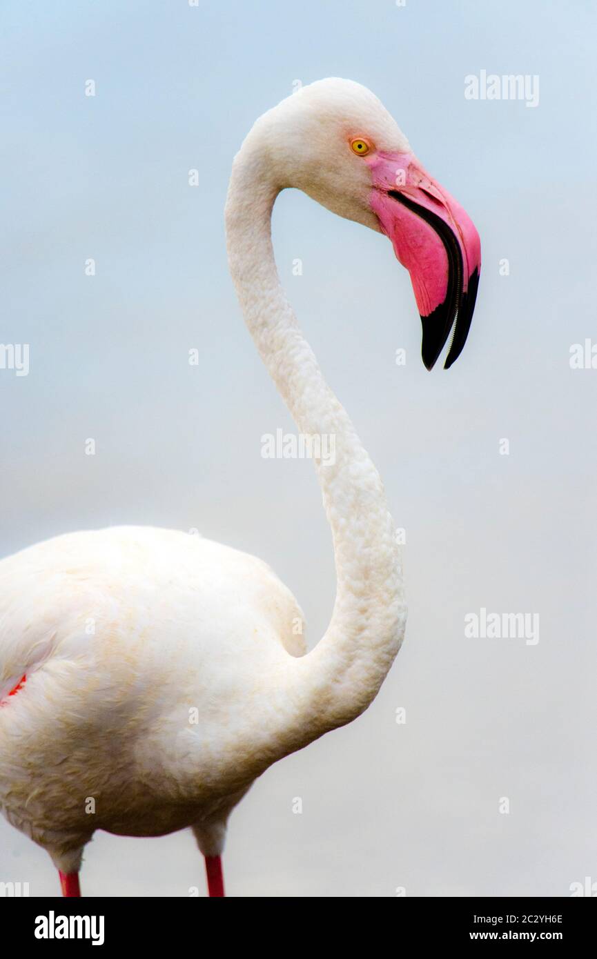 Nahaufnahme des Großflamingos (Phoenicopterus roseus), Ngorongoro Conservation Area, Tansania, Afrika Stockfoto