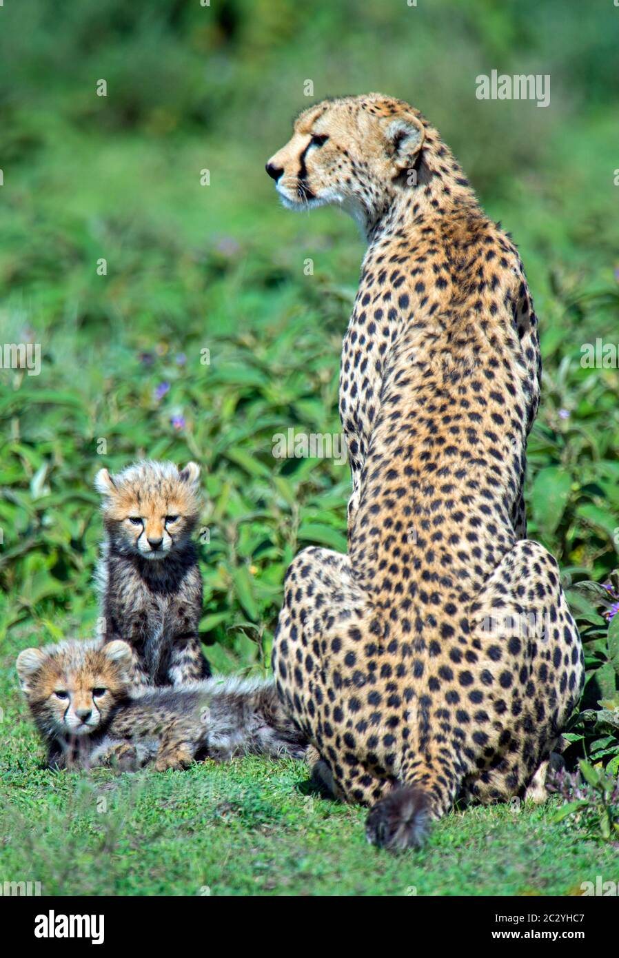 Gepard (Acinonyx jubatus) auf Gras mit zwei Jungen, Ngorongoro Conservation Area, Tansania, Afrika Stockfoto