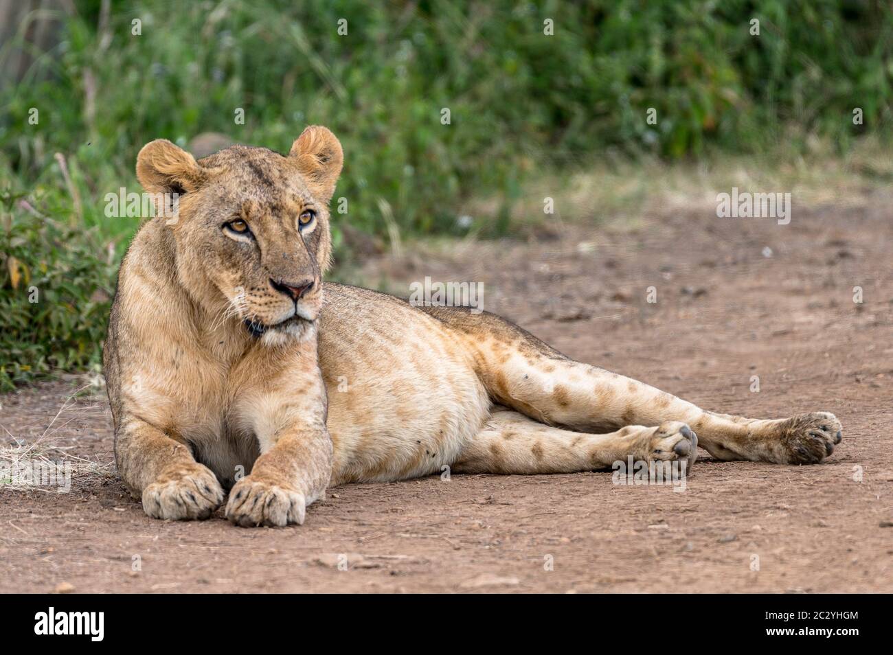 Einer der afrikanischen Big Five. Stockfoto