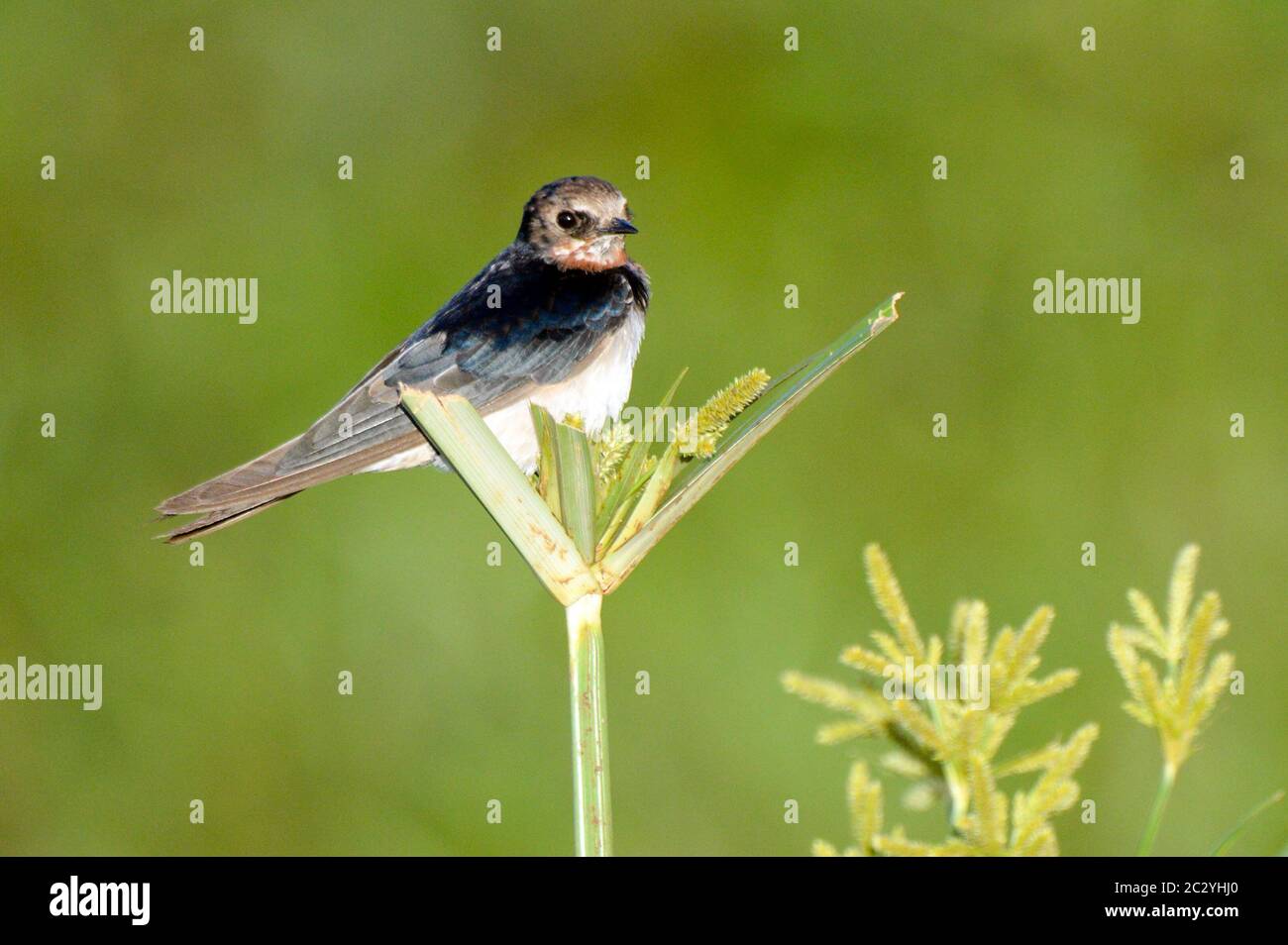 Schwarzer Fliegenfänger, der auf der Pflanze biert, Lake Manyara Nationalpark, Tansania, Afrika Stockfoto