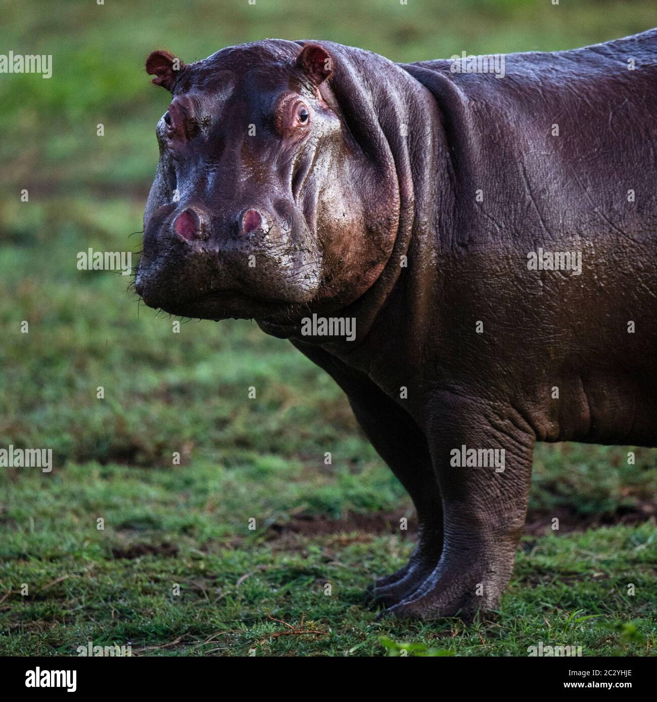 Porträt des jungen, auf Gras stehenden Nilpferdes (Hippopotamus amphibius), Lake Manyara National Park, Tansania, Afrika Stockfoto