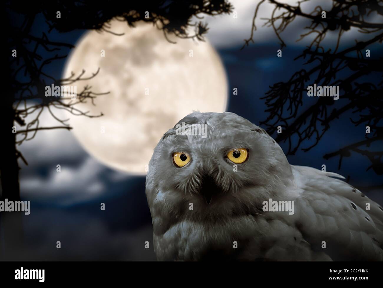 Snowy Owl-Bubo scandiacus, eine große, weiße Eule der typischen Eule Familie. Beängstigend Bild geeignet für Halloween. Stockfoto