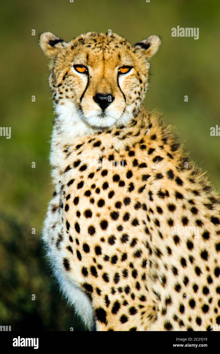 Porträt der Gepard (Acinonyx jubatus), Ngorongoro Conservation Area, Tansania, Afrika Stockfoto