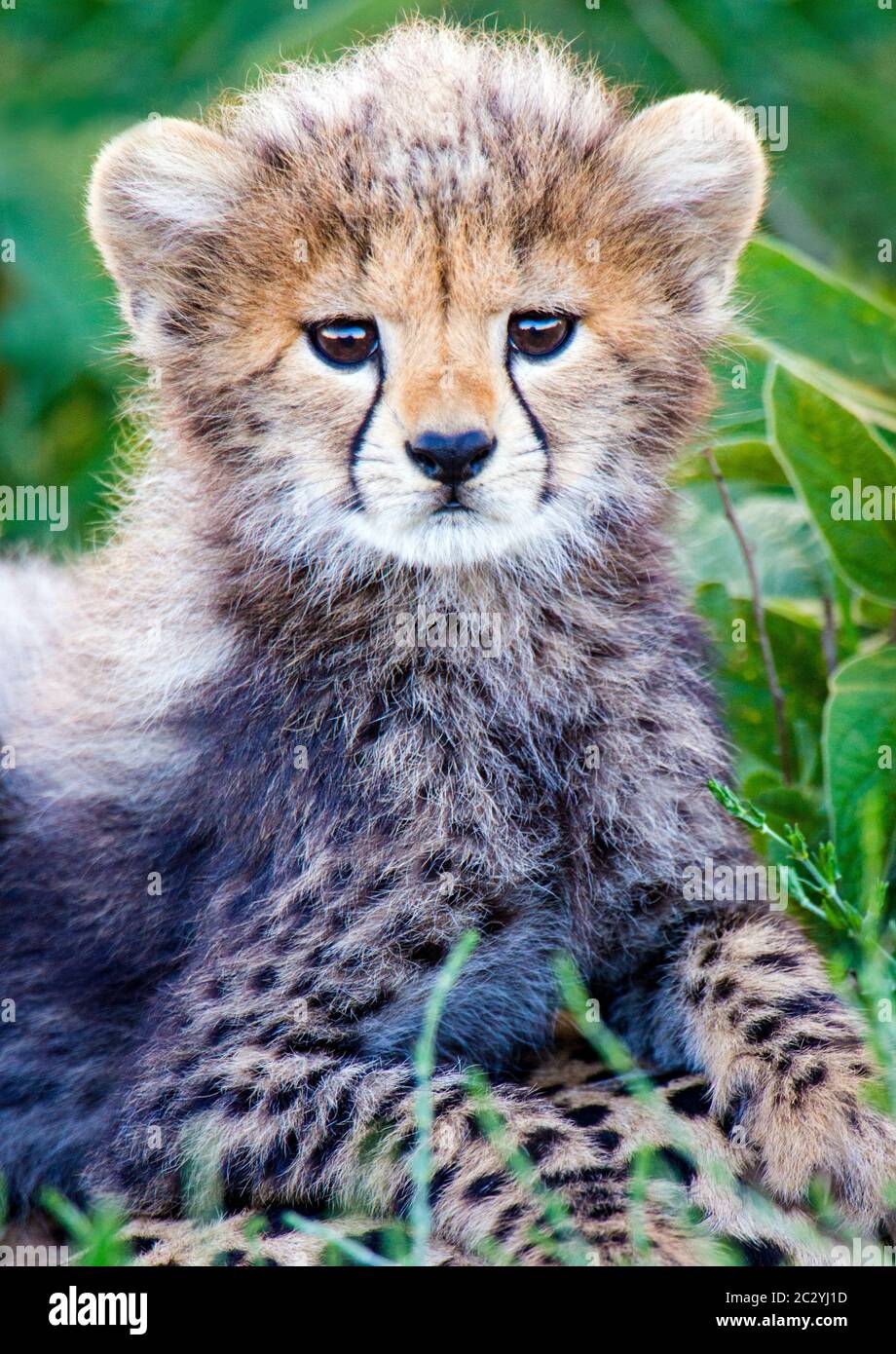 Porträt von Gepard (Acinonyx jubatus) Junge im Freien, Ngorongoro Conservation Area, Tansania, Afrika Stockfoto