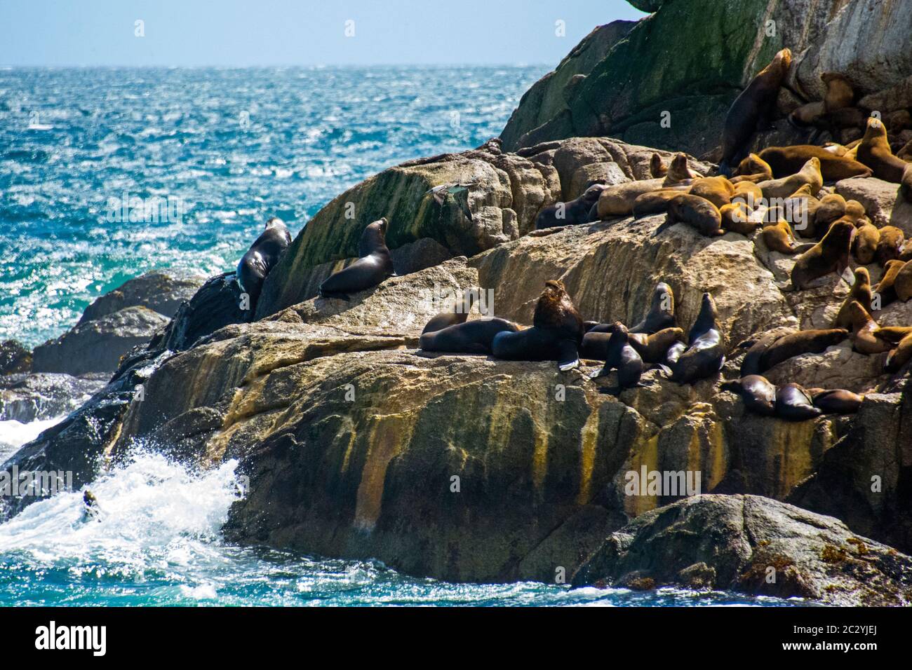 Kolonie der südamerikanischen Seelöwen (Otaria Flavescens) ruht auf küstennahen Felsen, Patagonien, Chile, Südamerika Stockfoto
